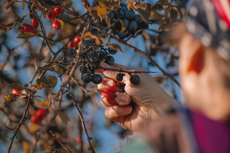 Fruit Picking Guide