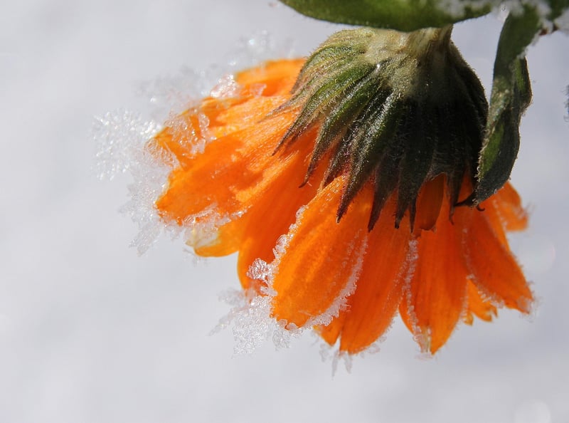 Marigold